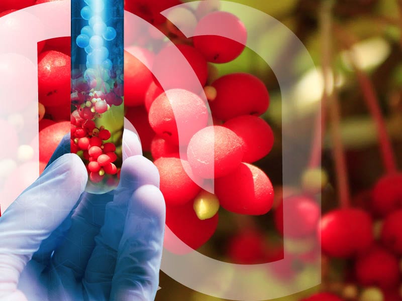 novaltera-schisandra-fatigue-energie-vitalitantioxydant-novalform