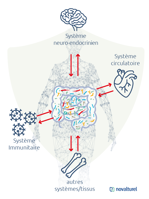 novalturel-permeabilite-intestinale-hyperpermeabilite-traitement-naturel-dysbiose-intestinale