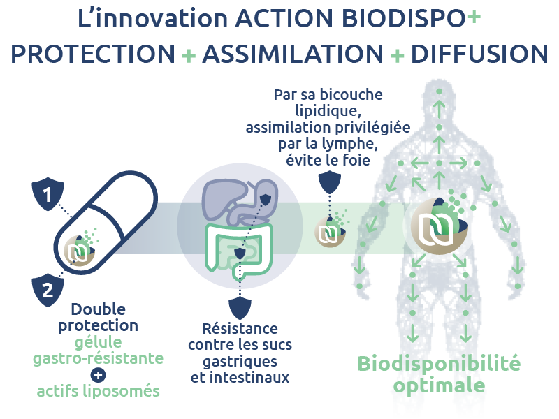 biodisponibilite-principe-actif-curcuma-novaltera-action-biodispo+-glucosamine-chondroitine-6