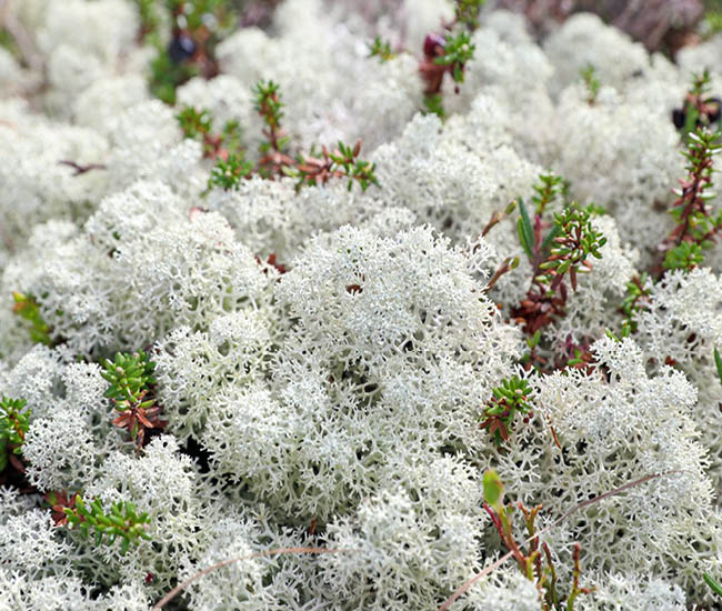 novalvita-systeme-immunitaire-fonction-musculaire-sante-osseuse-vitamine-d-d3-lichen-boreal-novalturel