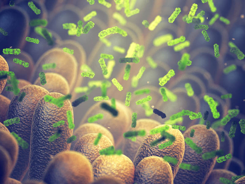 novalzen-probiotique-lactobacillus-rhmanosus-equilibre-flore-intestinale