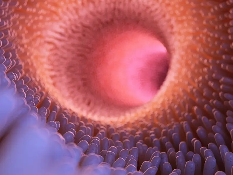 permeabilite-intestinale-hyperpermeabilite-novalturel-traitement-naturel-intestins-poreux