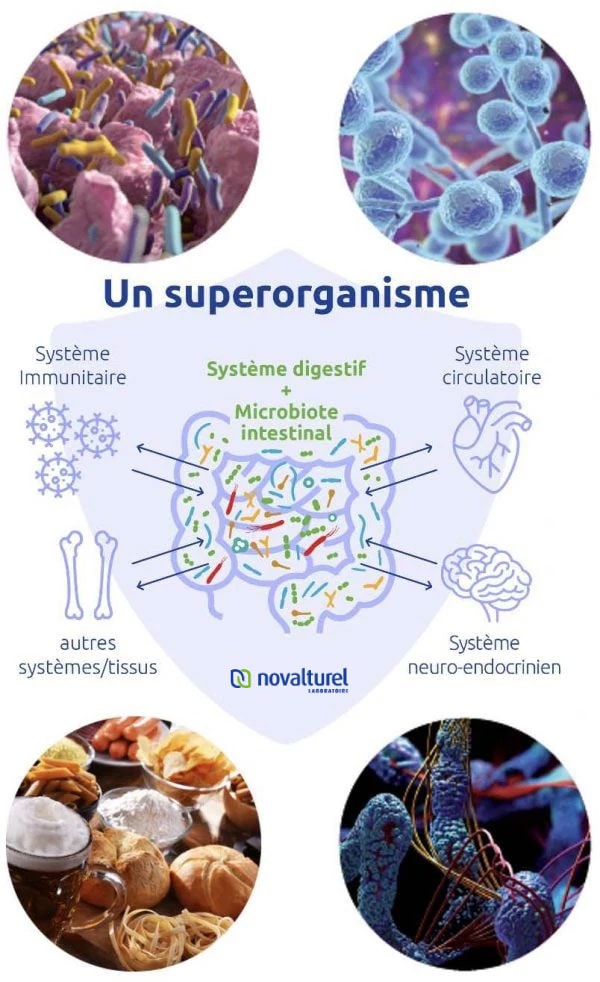 porosité intestinale perméabilité hyperperméabilité équilibre rééquilibre colon irritable colopathie fonctionnelle