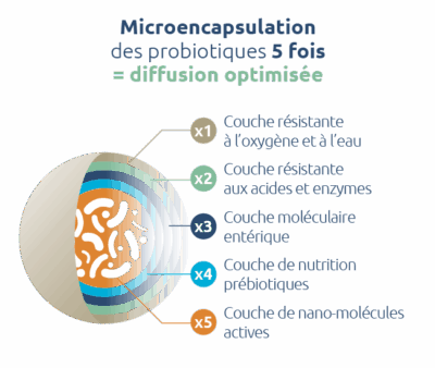 probiotiques-microencapsulation-5-fois-diffusion-optimale-novalturel probiotiques-microencapsulation-5-fois-diffusion-optimale-novalturel-Bifidobacterium longum