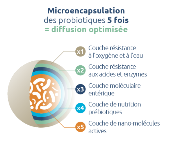 probiotiques-microencapsulation-5-fois-diffusion-optimale-novalturel-Bifidobacterium longum