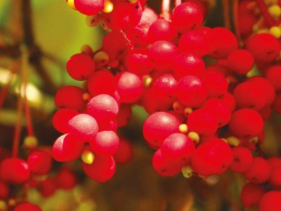schisandra anti-fatigue forme vitalité novalform novaltera