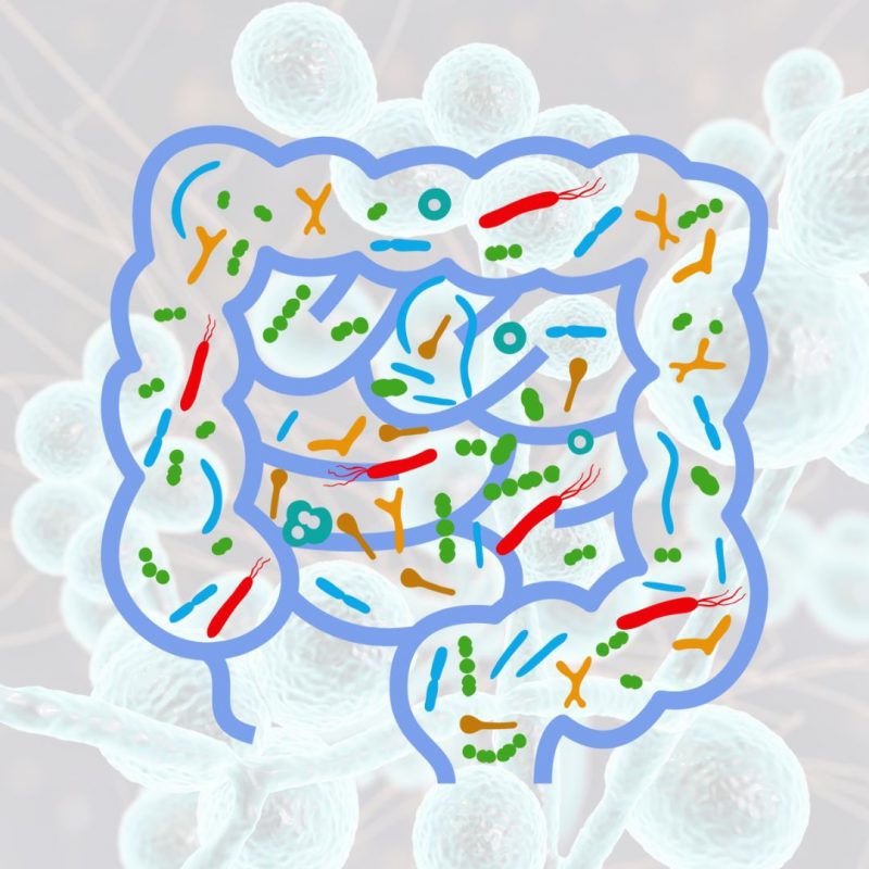troubles intestinaux intestin irritable candida albicans acide caprylique traitement candidose